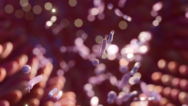 過敏益生菌Top10推薦！專業醫生挑選益生菌指南