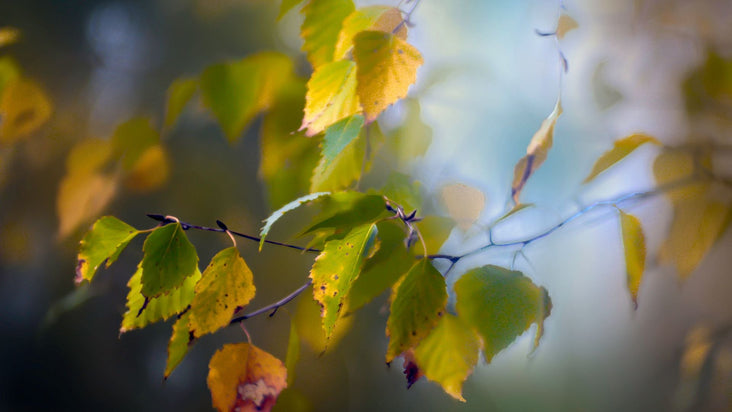 換季時為什麼容易生病？腸道與免疫的關鍵角色