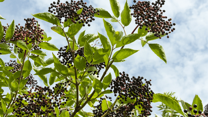 抗氧化與抗發炎：接骨木莓如何幫助現代女性延緩生理疲勞？