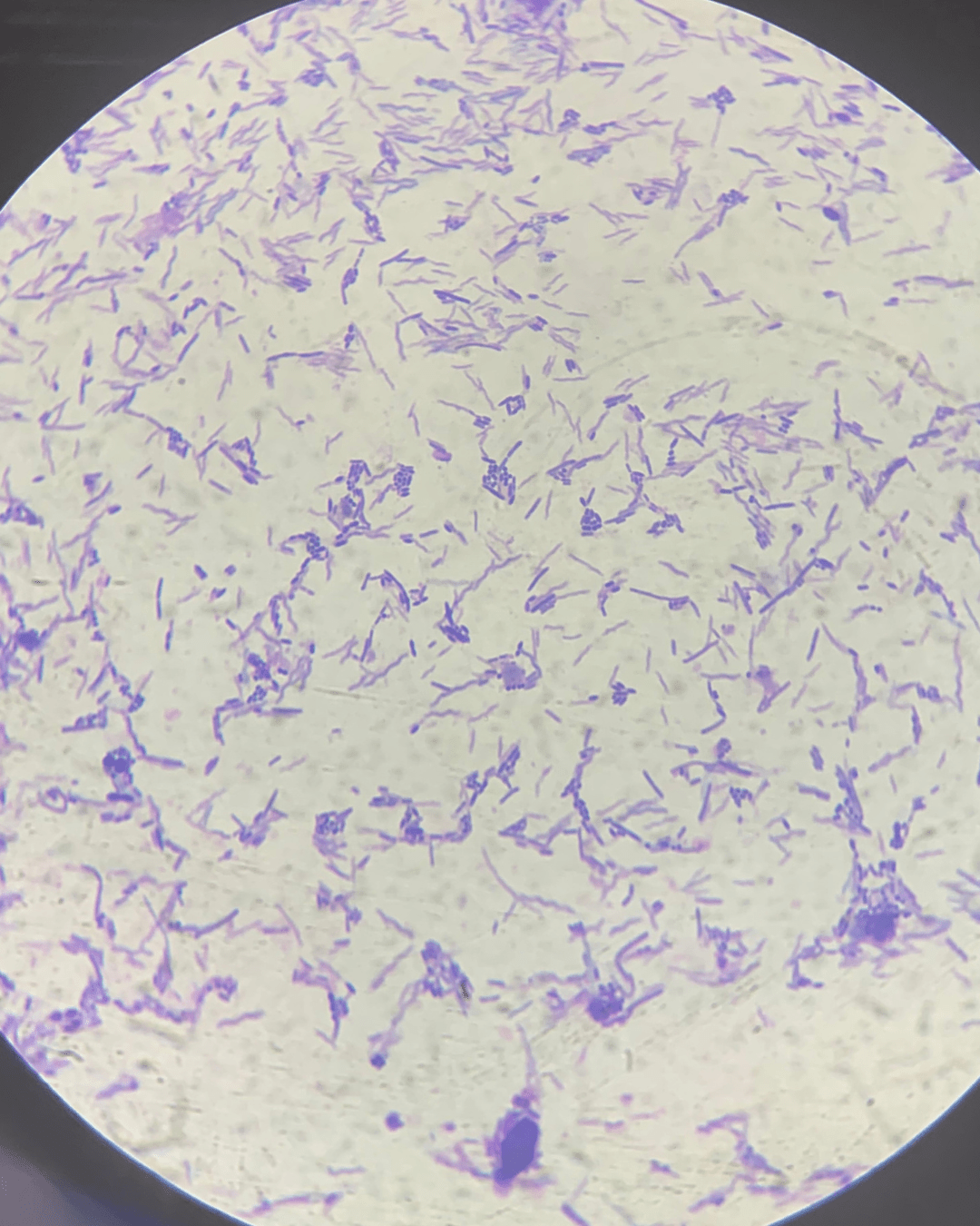 後生元 益生菌 益生元